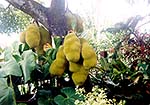 Jackfruits grow in the heart of Cochin